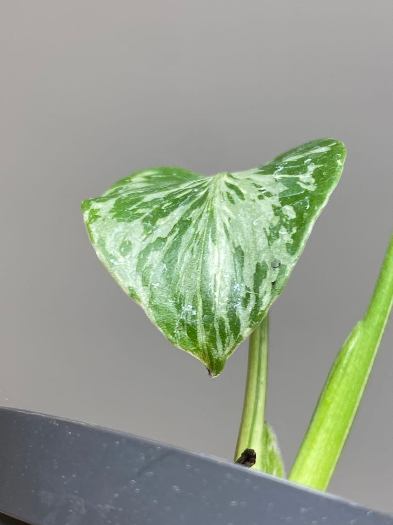 T*T様 【将来有望株‼️】モンステラ　デリシオーサ　バルバソー　フシギダネ/ベ