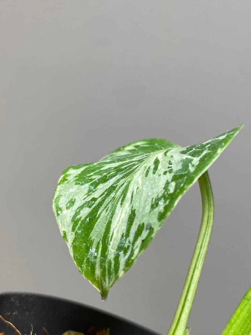 T*T様 【将来有望株‼️】モンステラ　デリシオーサ　バルバソー　フシギダネ/ベ