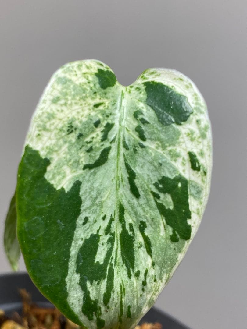 T*T様 【将来有望株‼️】モンステラ　デリシオーサ　バルバソー　フシギダネ/ベ