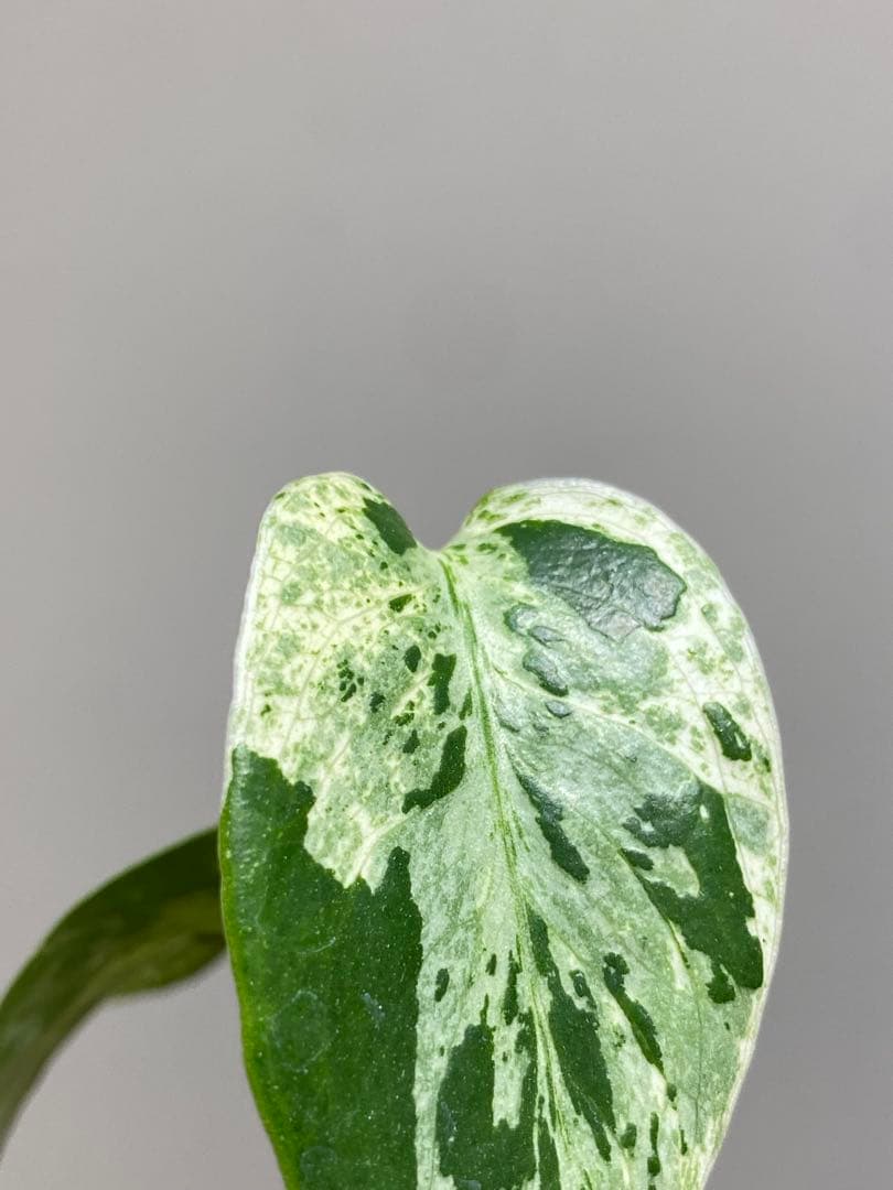 T*T様 【将来有望株‼️】モンステラ　デリシオーサ　バルバソー　フシギダネ/ベ