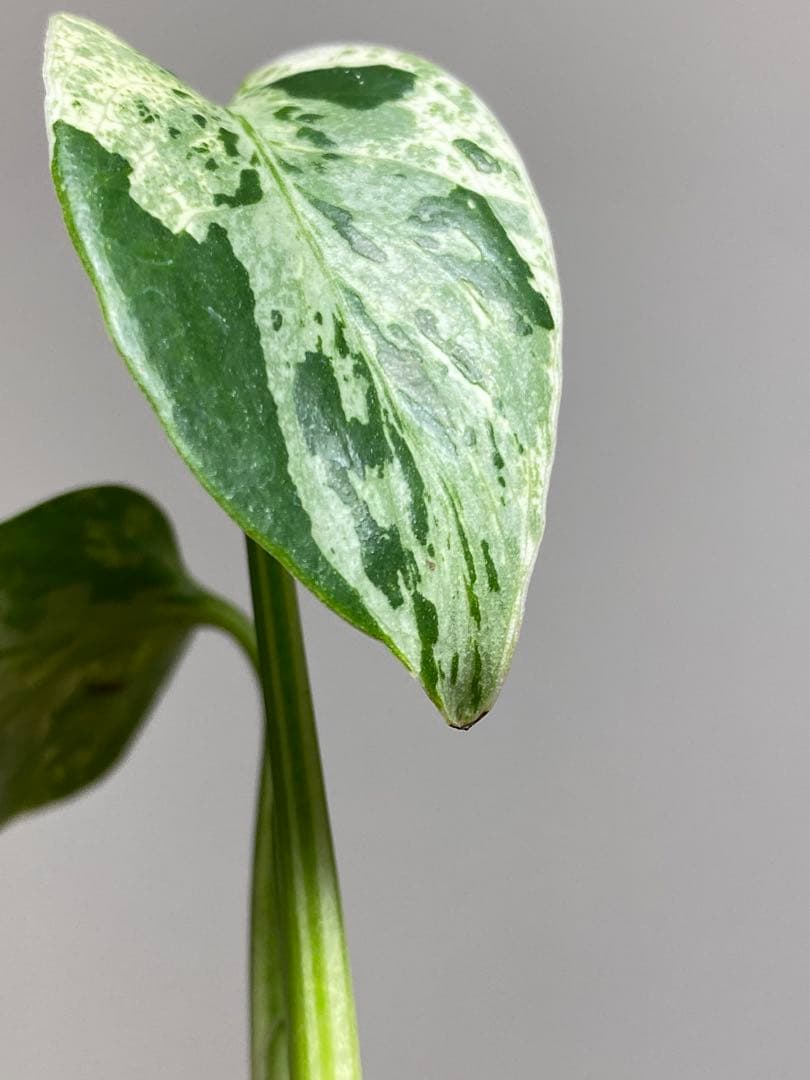 T*T様 【将来有望株‼️】モンステラ　デリシオーサ　バルバソー　フシギダネ/ベ