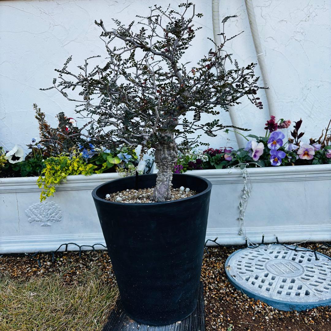 【コレクション株】 大株 実生 オペルクリカリア パキプス 雄株 毎年開花