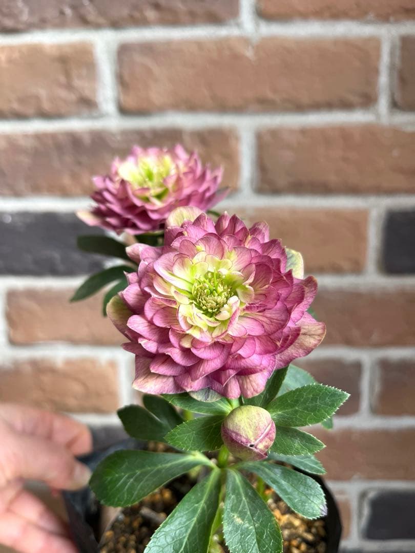 クリスマスローズ　加藤農園　開花株