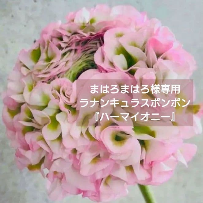 まはろまはろ　ラナンキュラス　ポンポン　ハーマイオニー♪