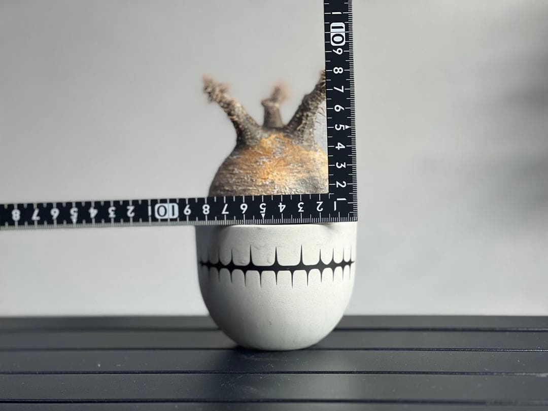 【休眠中】パキポディウム・グラキリス 現地球 VALIEM⑦