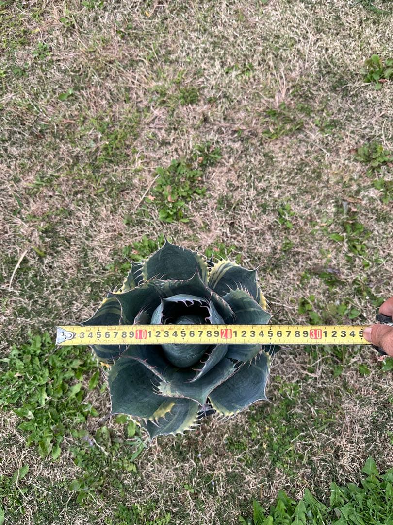 メ*5様 アガベ　ファイヤーボール　パラサナ　錦　中株