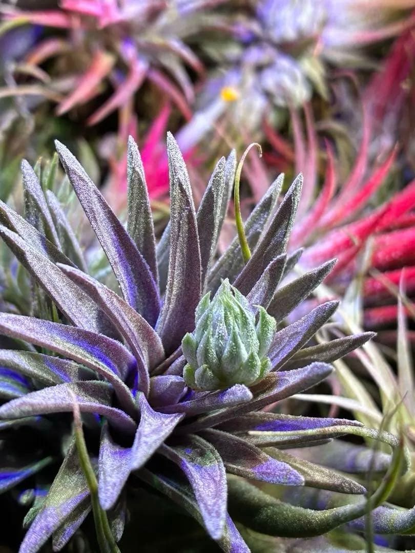 s*r様 Tillandsia ionantha 'Apretado' RFI