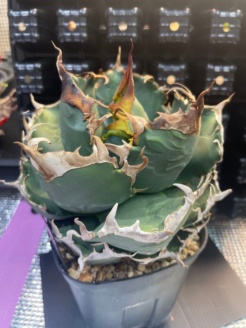 アガベ チタノタ 魔丸