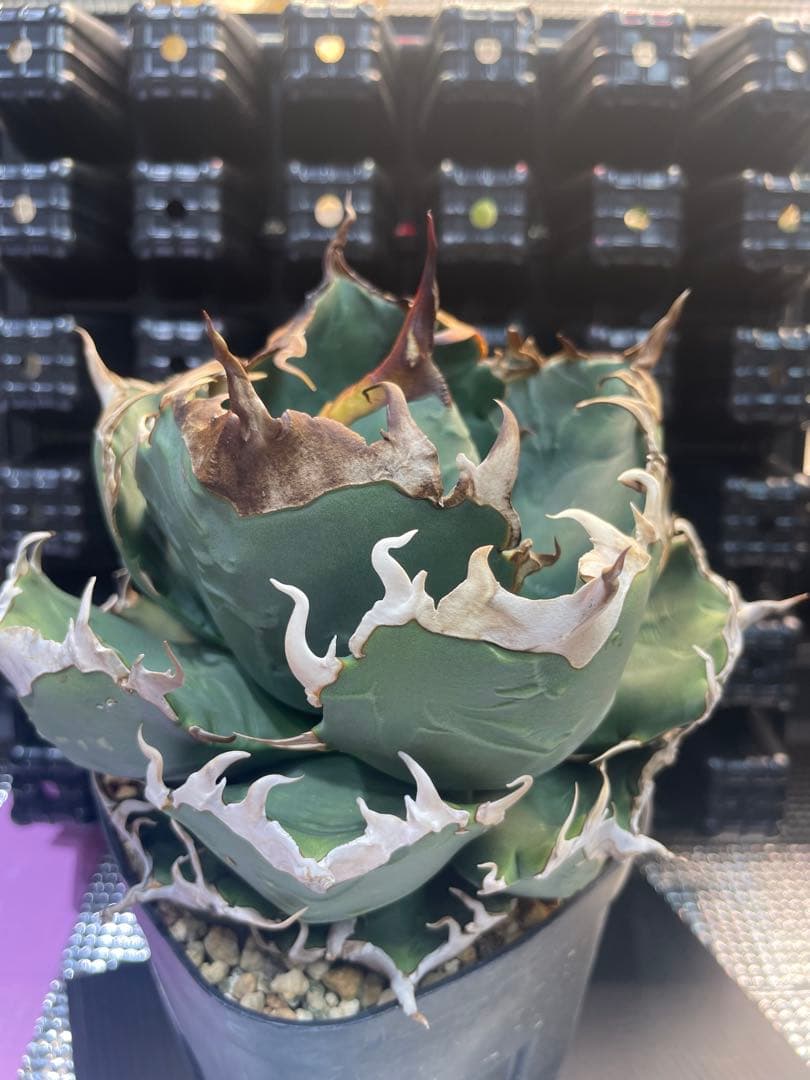 アガベ チタノタ 魔丸