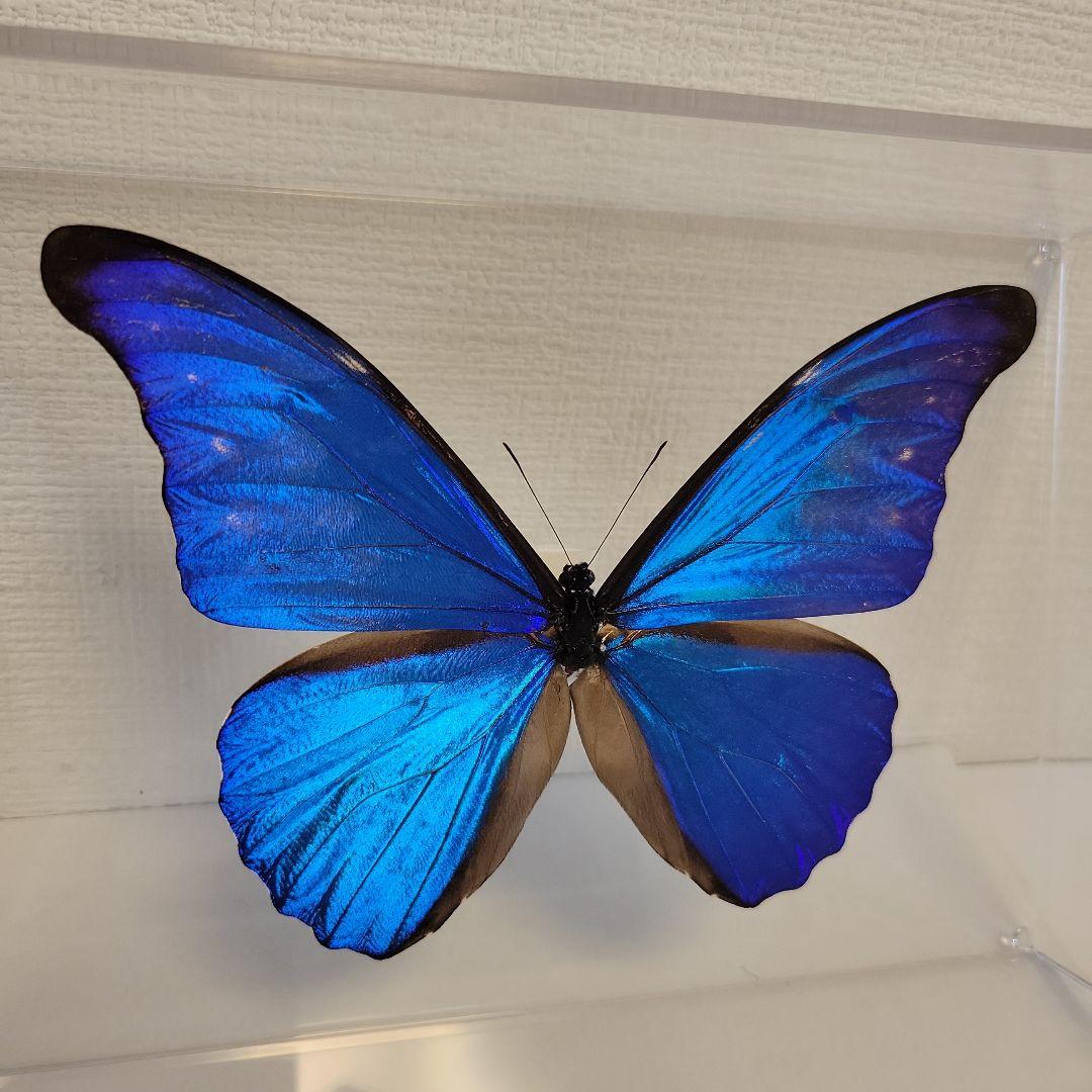 蝶の標本　ジャングルを舞う宝石(大珍)