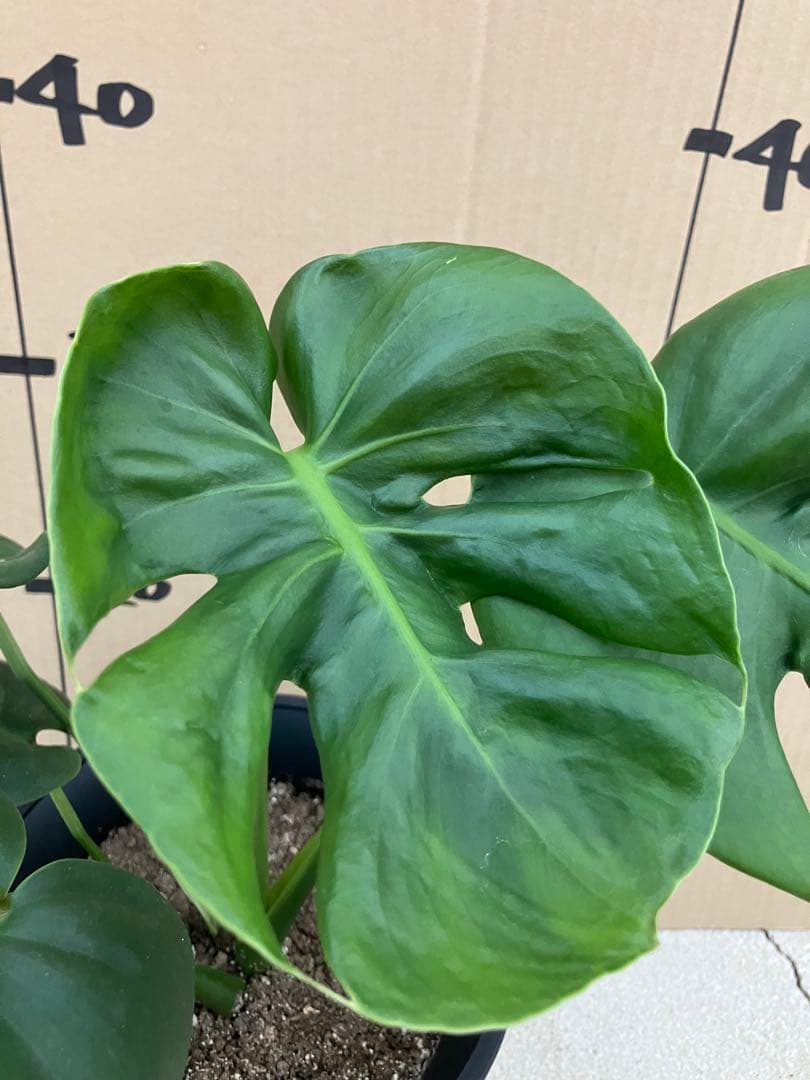 モンステラ　デリシオーサ実生株　斑入り　変異株　2鉢セット