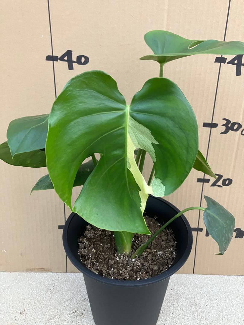 モンステラ　デリシオーサ実生株　斑入り　変異株　2鉢セット