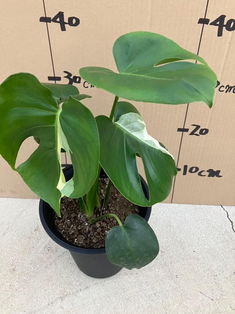 モンステラ　デリシオーサ実生株　斑入り　変異株　2鉢セット