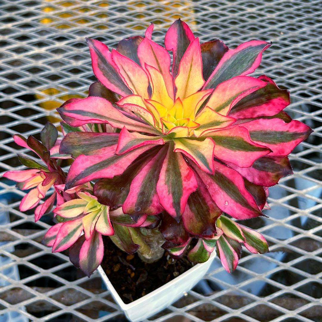 アエオニウム錦　人気　ゴースト　魅影　七彩頭あり　抜き苗　高斑タイプ　希少‼️