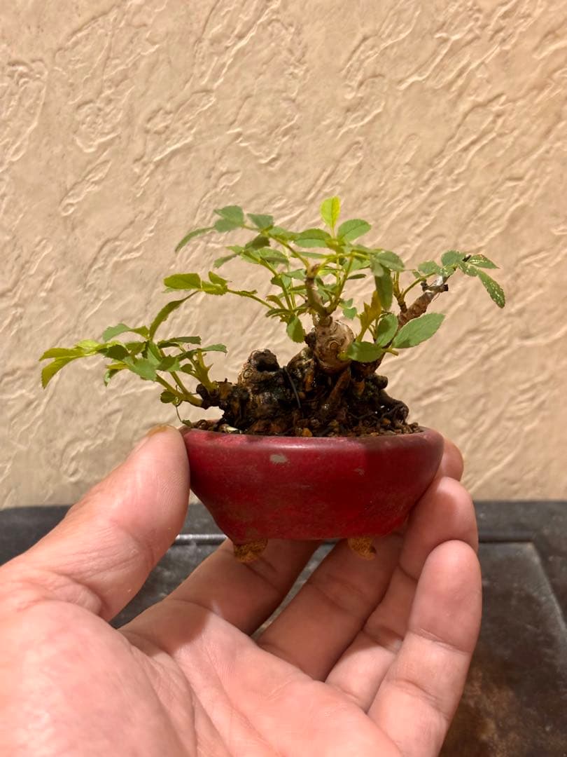 専用です。　　樹高3.5㎝極太　箱根サンショウバラ　薔薇　豆　ミニ　盆