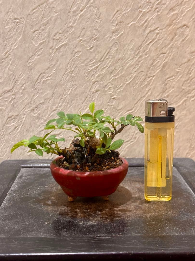 専用です。　　樹高3.5㎝極太　箱根サンショウバラ　薔薇　豆　ミニ　盆