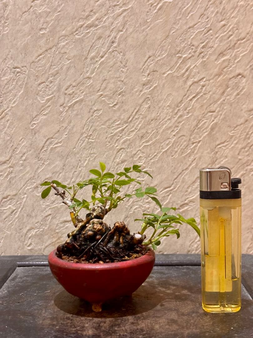 専用です。　　樹高3.5㎝極太　箱根サンショウバラ　薔薇　豆　ミニ　盆