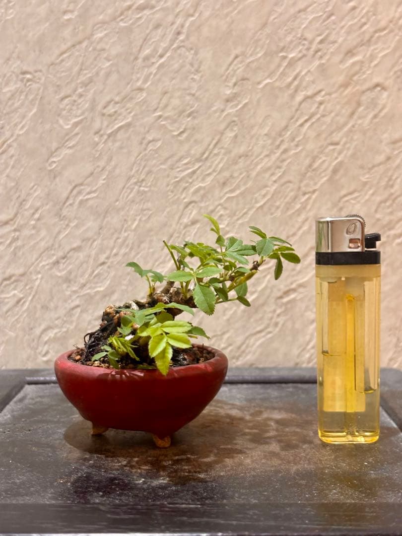 専用です。　　樹高3.5㎝極太　箱根サンショウバラ　薔薇　豆　ミニ　盆