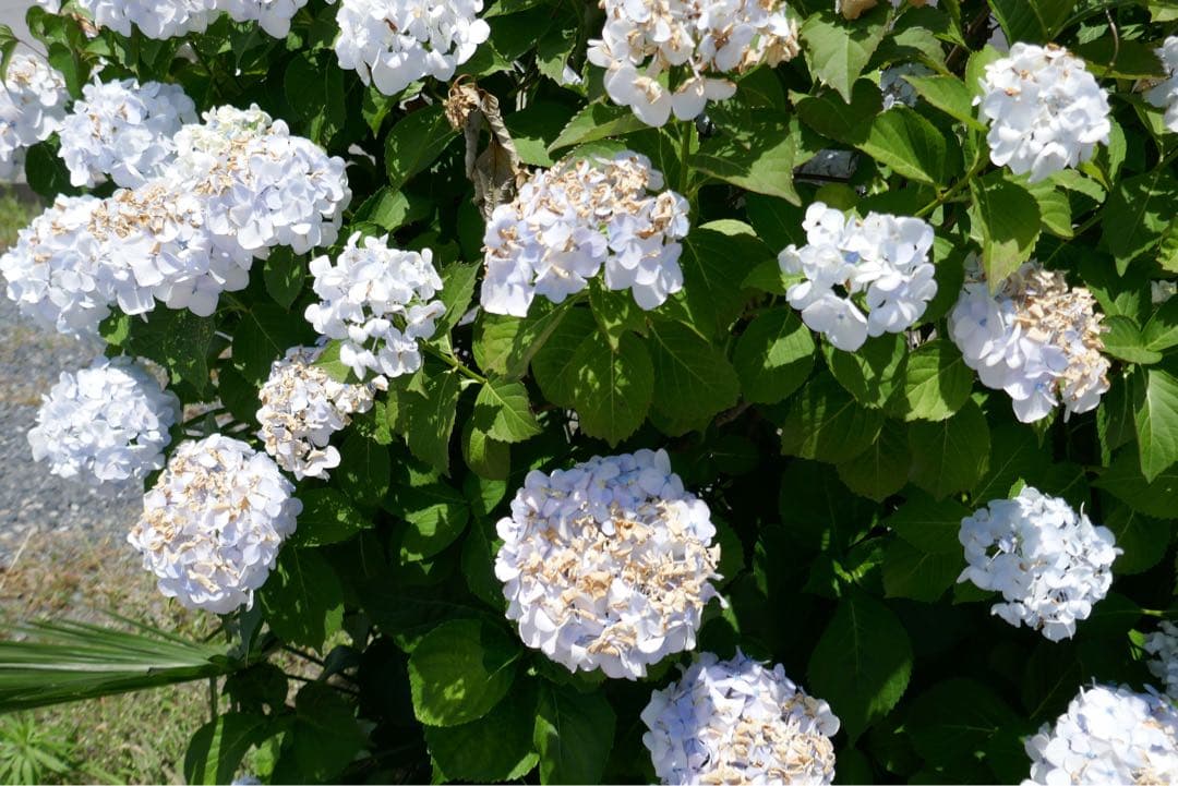 完動品美品傷汚れ無Panasonic LUMIX DMC-TX1 SDカード付き