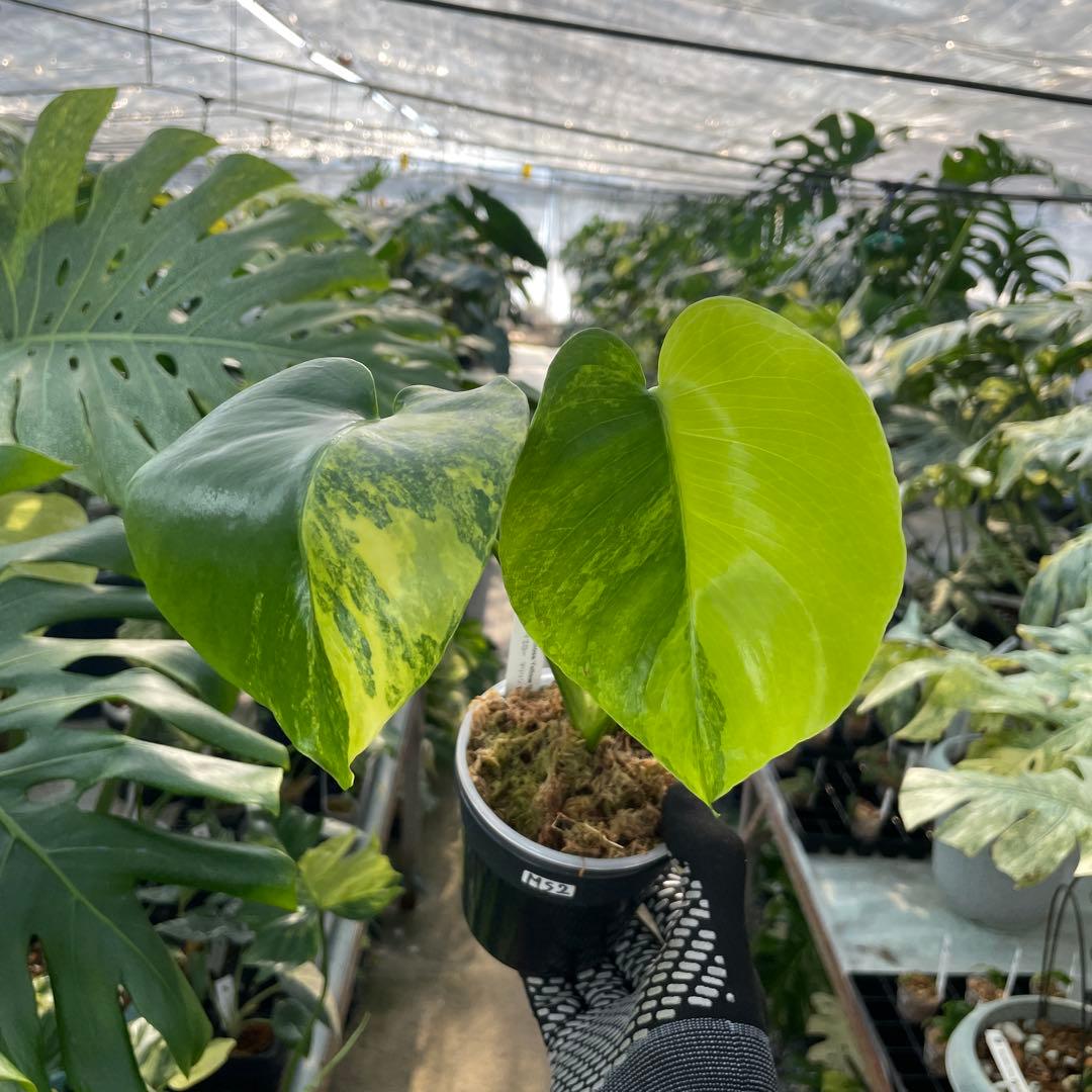 MS2 モンステラ　イエローマリリン　黄斑入り