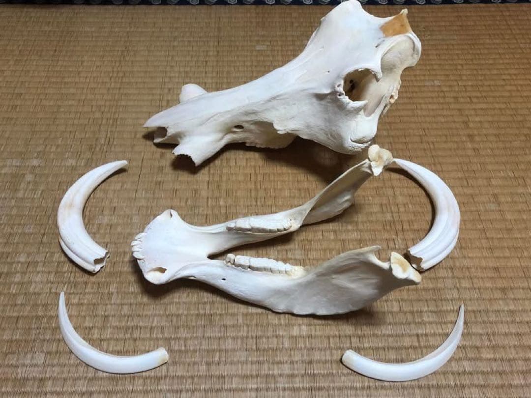 ※ pukupiku8thunder 最大級！イボイノシシの頭骨