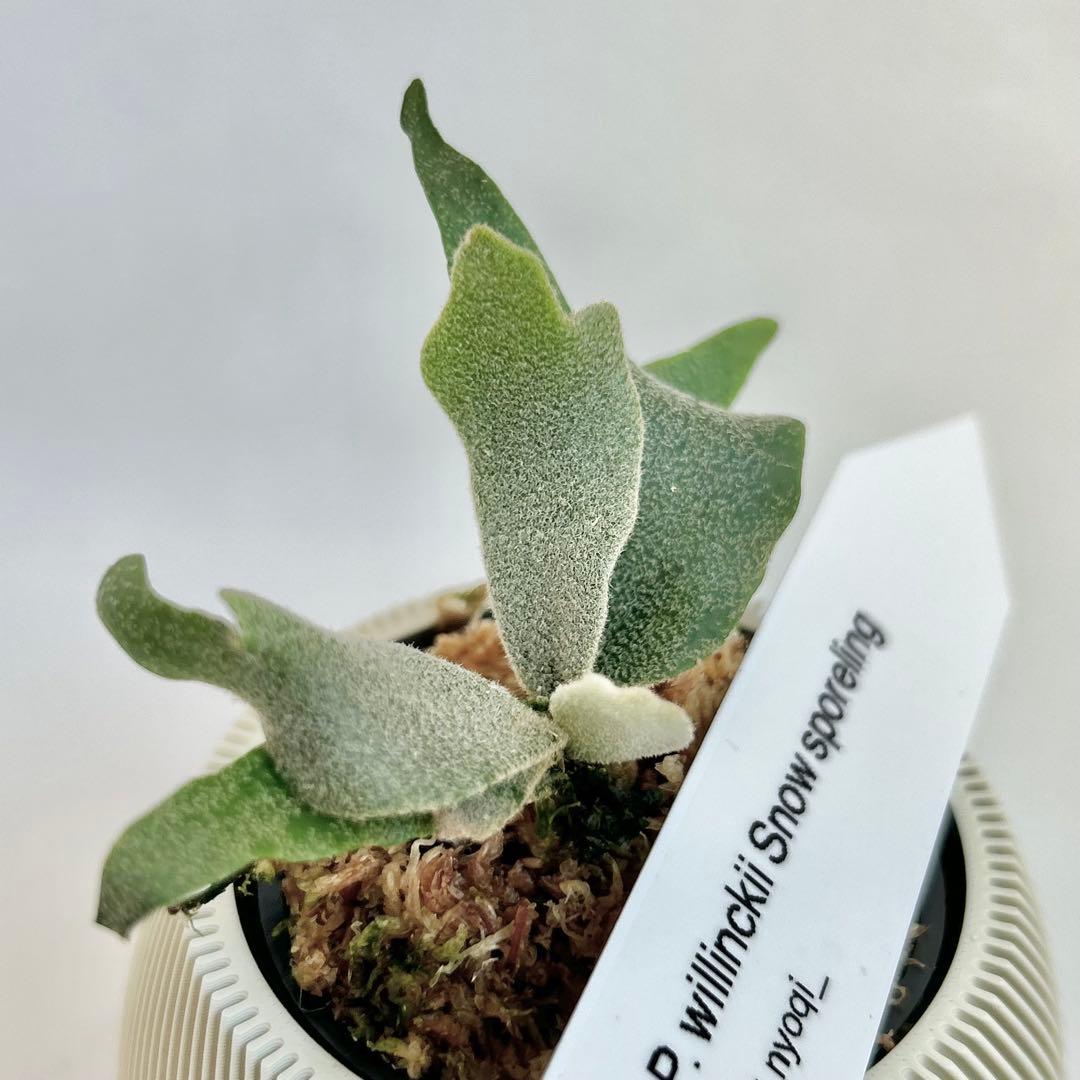 【メルカリ便】P. Willinckii (spore) 【66】