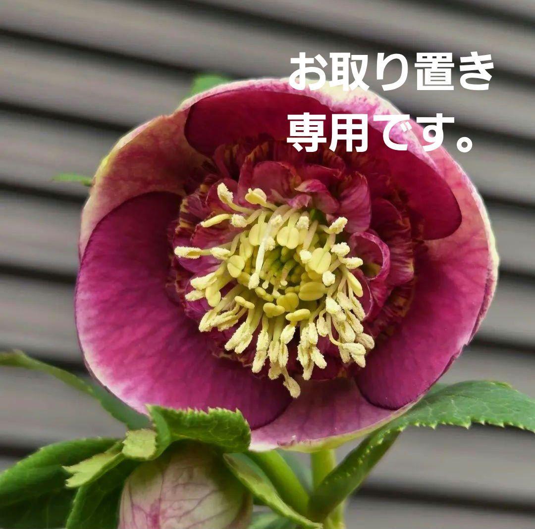 まい様お取り置き専用　加藤農園 認定　【毬姫】sd