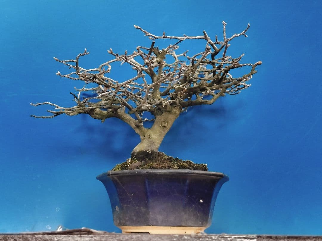 ⭐ゆうた⭐️ 老爺柿 雄の木・雌の木セット 盆栽 (A)(W)