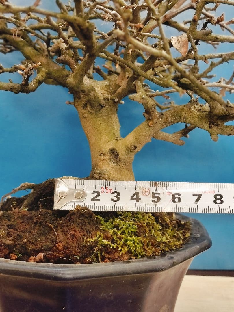 ⭐ゆうた⭐️ 老爺柿 雄の木・雌の木セット 盆栽 (A)(W)