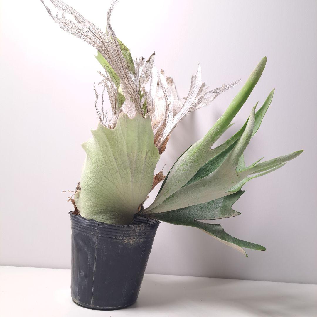 タ*カ様 P.veitchii 大株 ビカクシダ 現品 観葉植物
