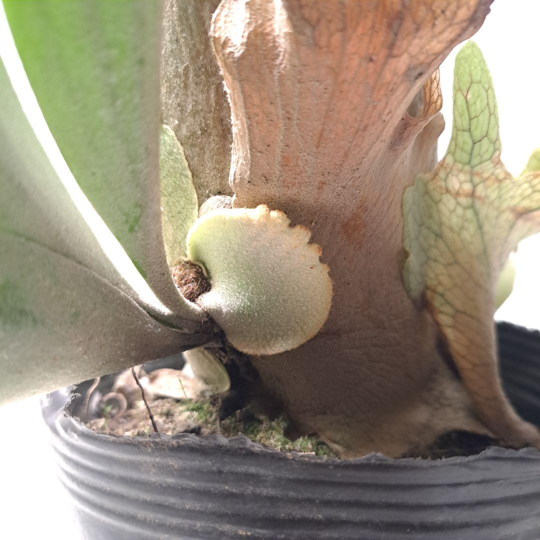 タ*カ様 P.veitchii 大株 ビカクシダ 現品 観葉植物