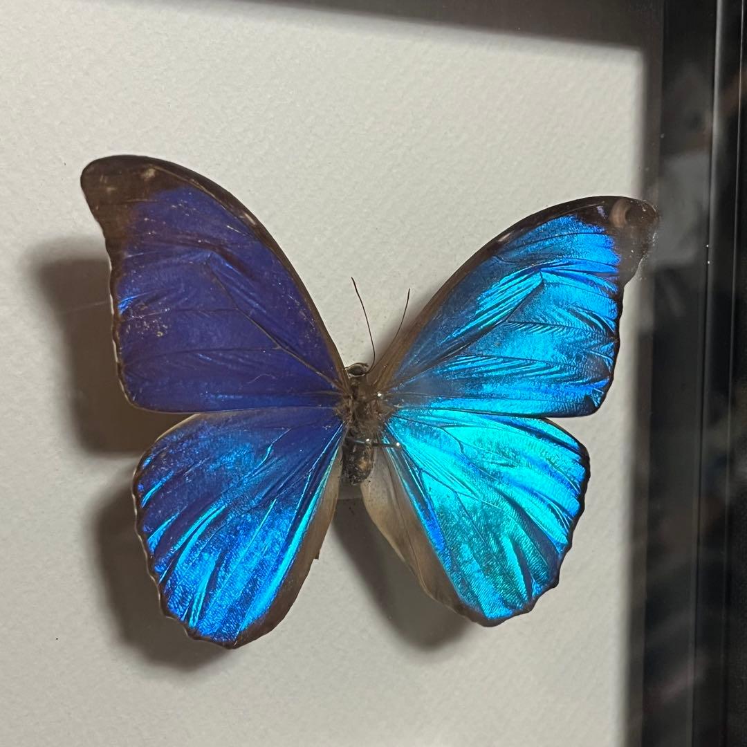 モルフォチョウ　大型個体　標本