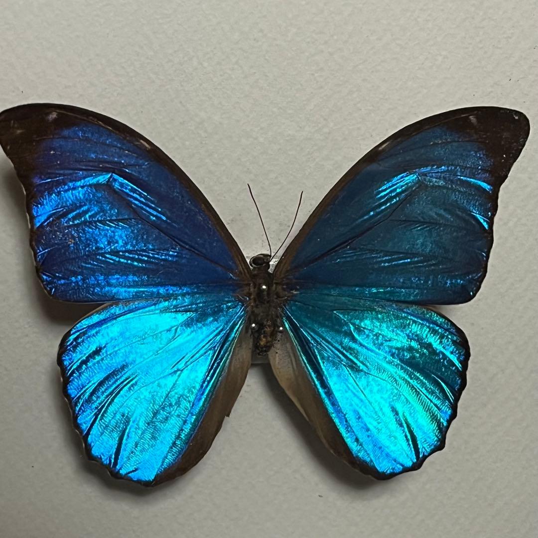 モルフォチョウ　大型個体　標本