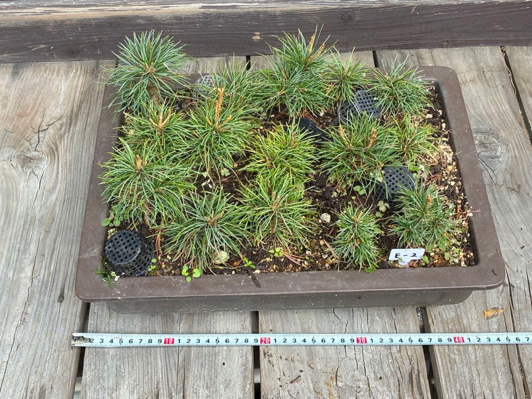 ゆ*き様 15本セット ★盆栽★ 赤石五葉松　 E-2 ★愛媛県より発送★