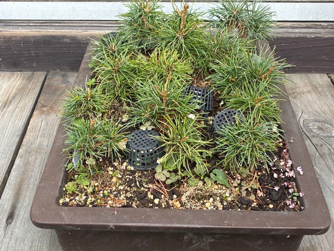 ゆ*き様 15本セット ★盆栽★ 赤石五葉松　 E-2 ★愛媛県より発送★