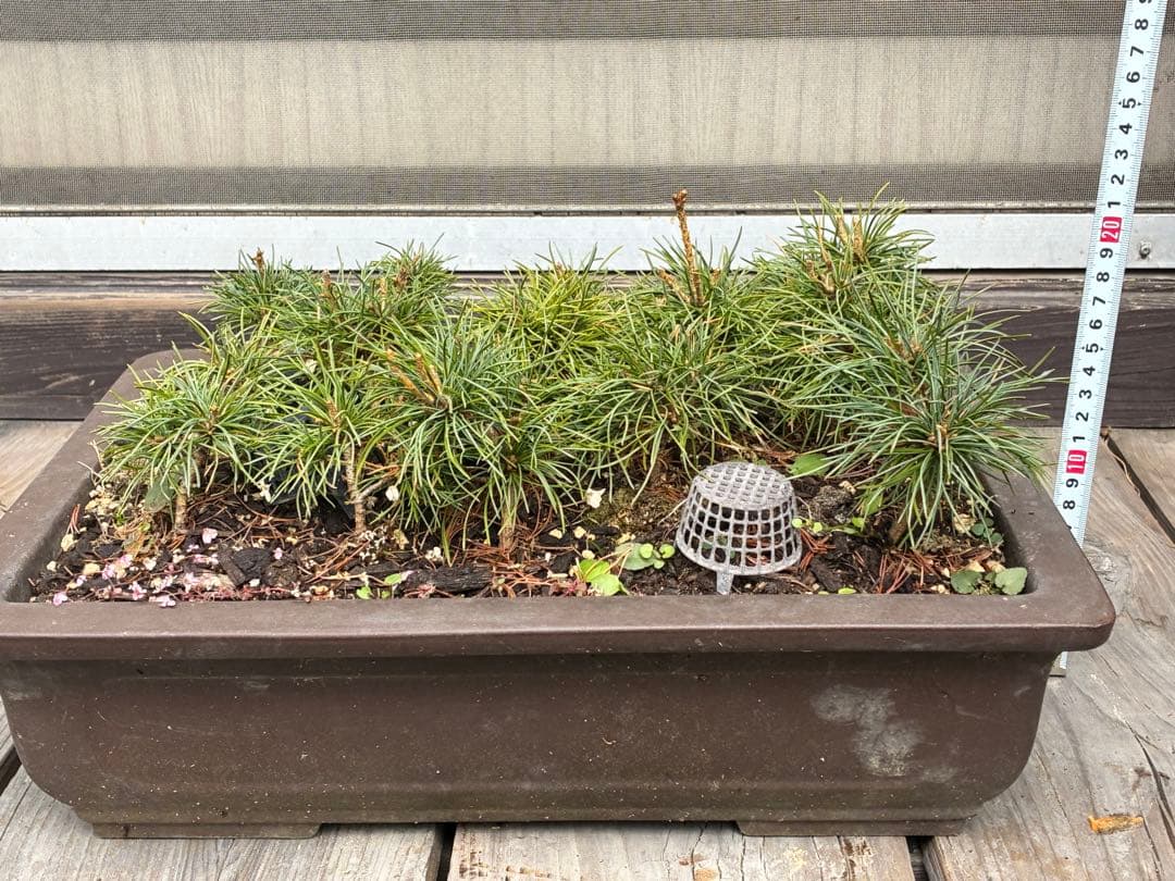 ゆ*き様 15本セット ★盆栽★ 赤石五葉松　 E-2 ★愛媛県より発送★