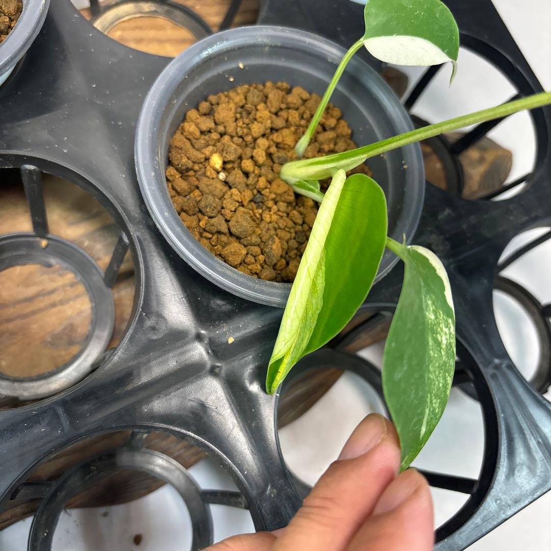 ぴ*く様 5株セットms40【特別選抜】ホワイトモンスター／天津蘭 モンステラ斑