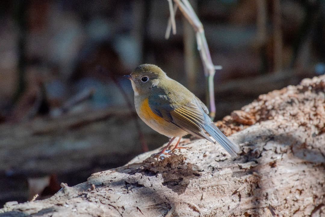 NIKON D500 ボディ シャッター回数15822回 おまけ付き