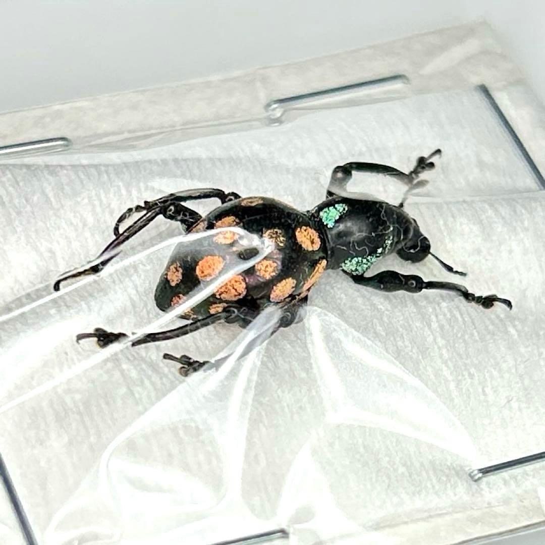 お値下げ終了01113 カタゾウムシ　12頭セットＣ