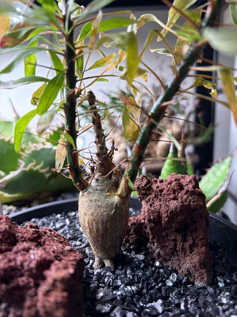 フォークイエリアプルプシー実生です！