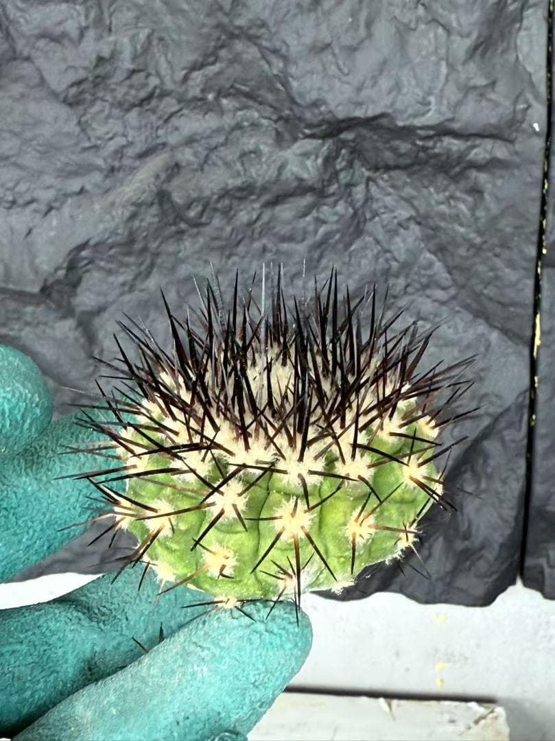 S*i様 コピアポア Copiapoa cinerea 黒王丸 強刺 5株 ③