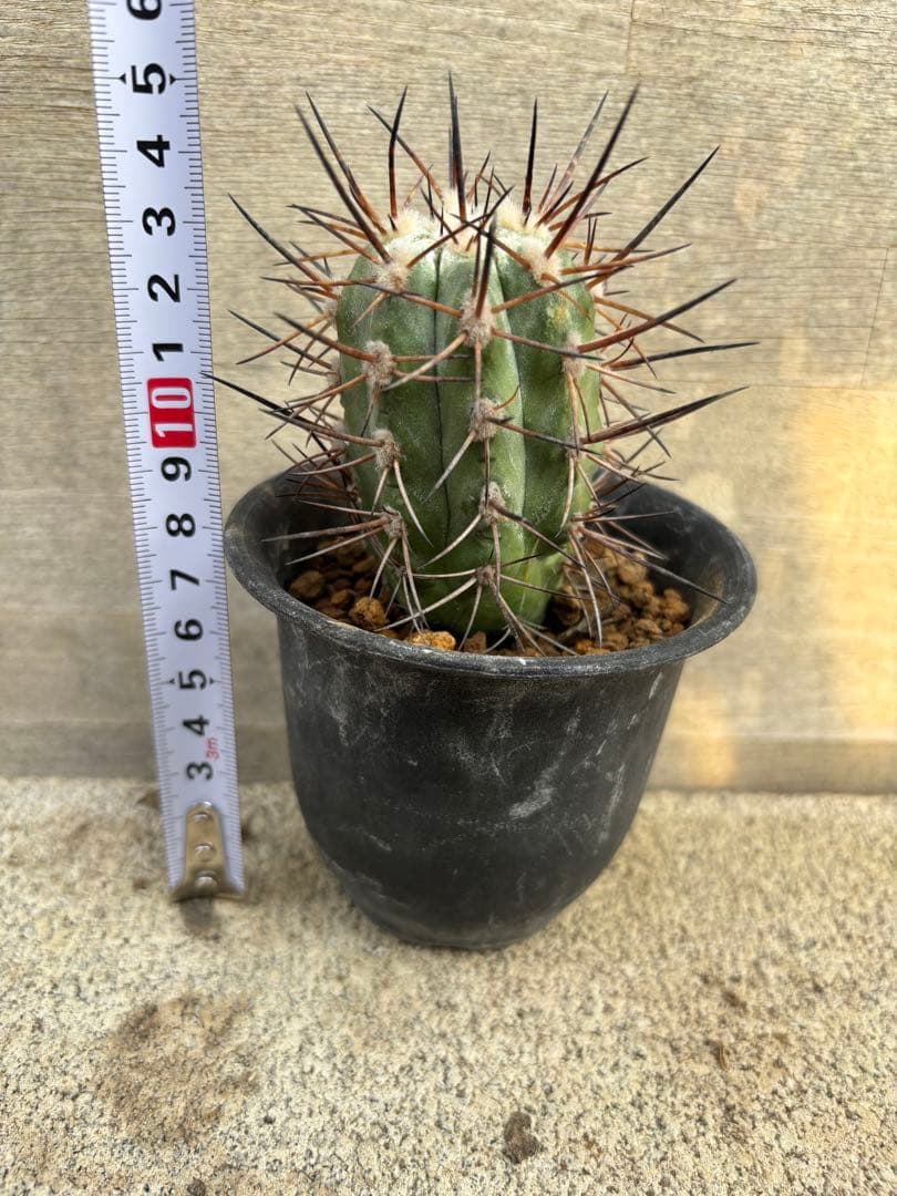 コピアポア　ブリトゲシー　舞竜丸　山木