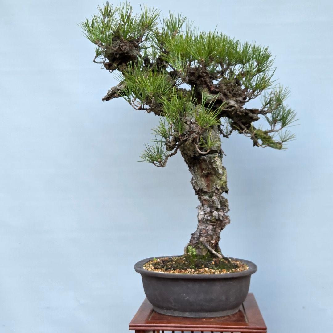 錦松　[模様木]　大品盆栽