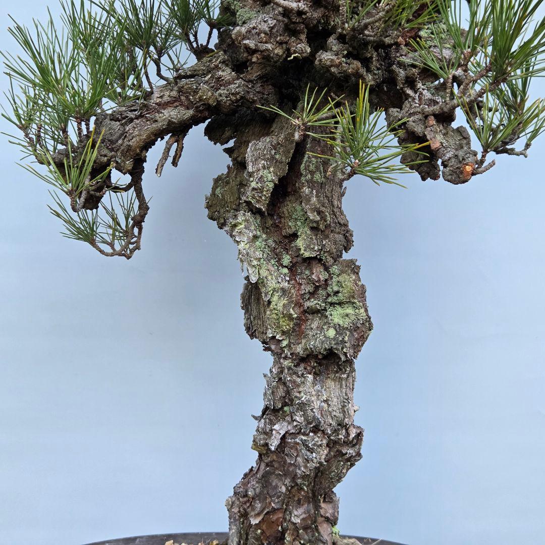 錦松　[模様木]　大品盆栽