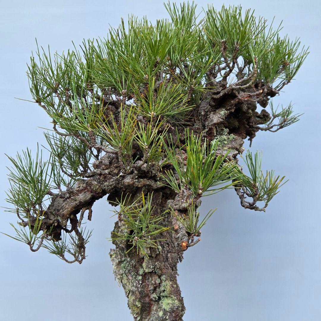 錦松　[模様木]　大品盆栽