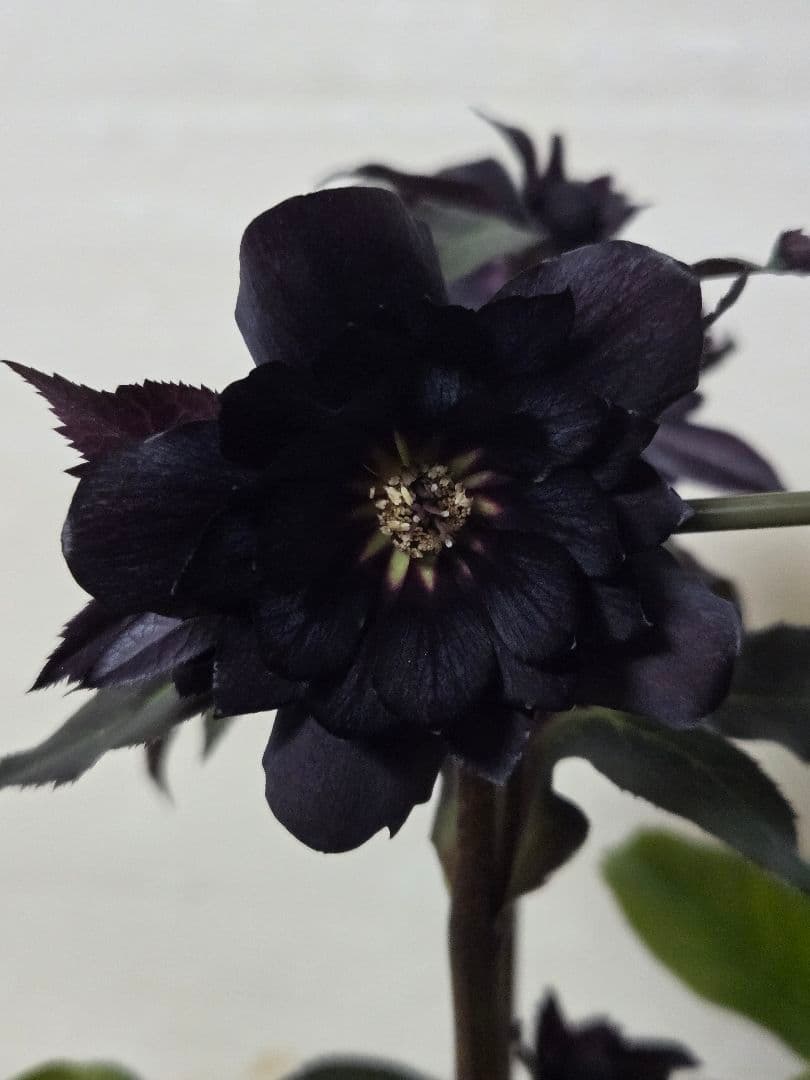 ☆広瀬園芸☆クリスマスローズ☆ブラック☆5号鉢☆