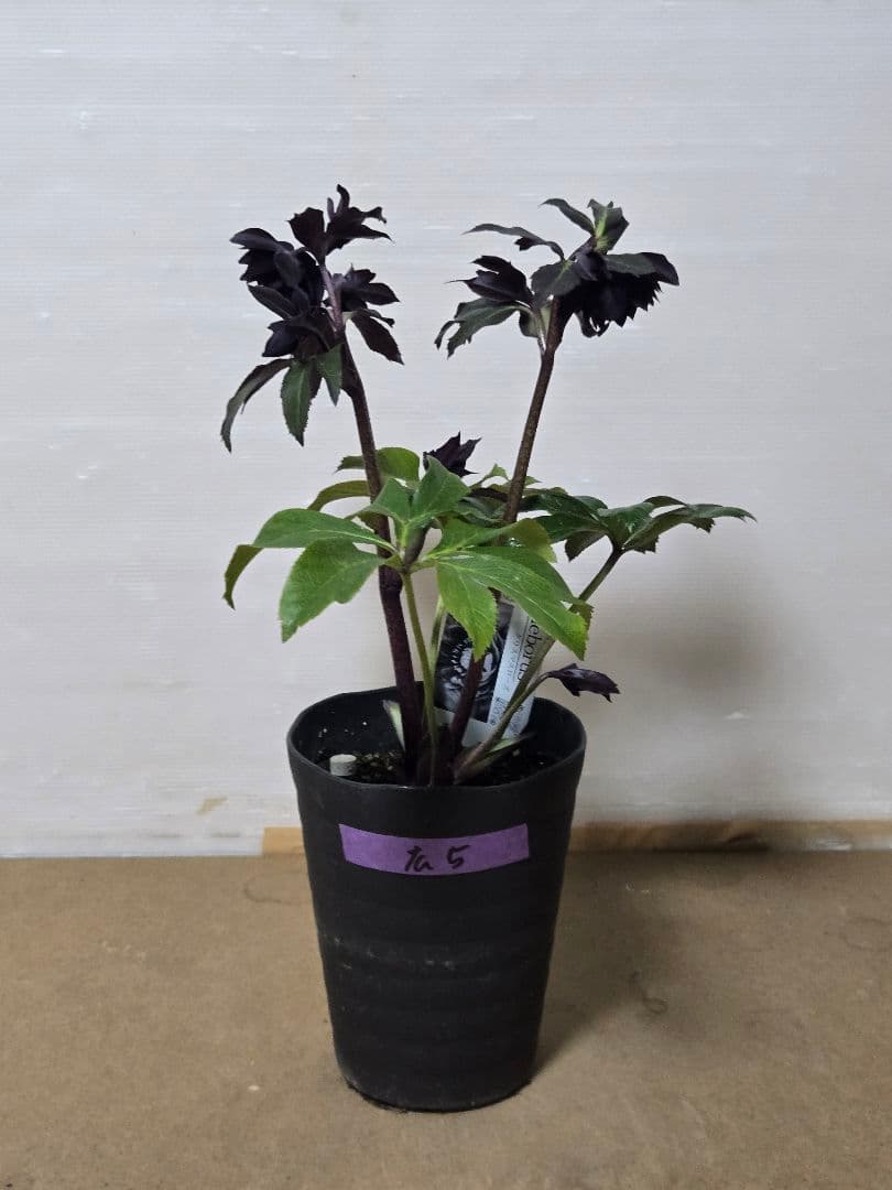 ☆広瀬園芸☆クリスマスローズ☆ブラック☆5号鉢☆