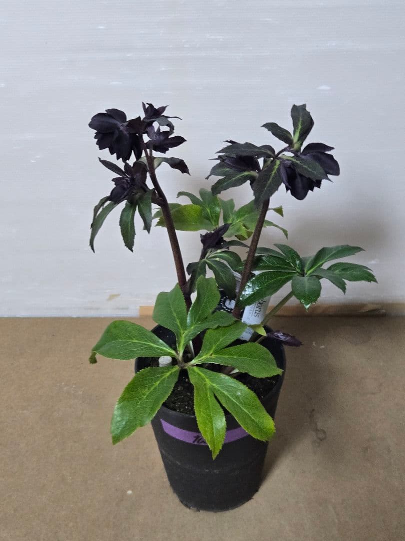 ☆広瀬園芸☆クリスマスローズ☆ブラック☆5号鉢☆