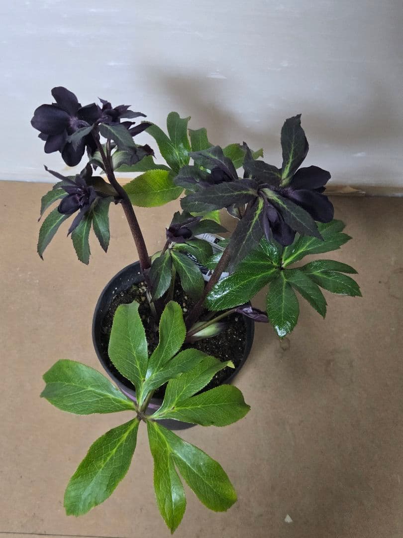 ☆広瀬園芸☆クリスマスローズ☆ブラック☆5号鉢☆