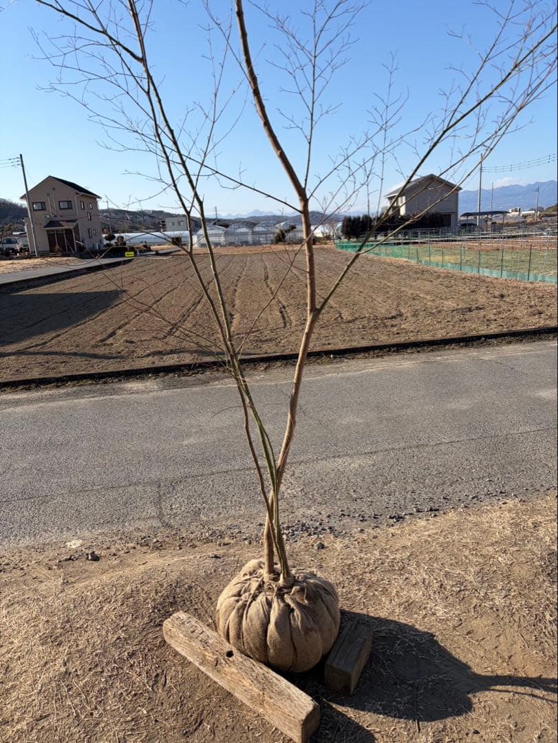 山採り イロハモミジ 自然樹形